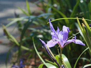 sf botanical garden california iris  